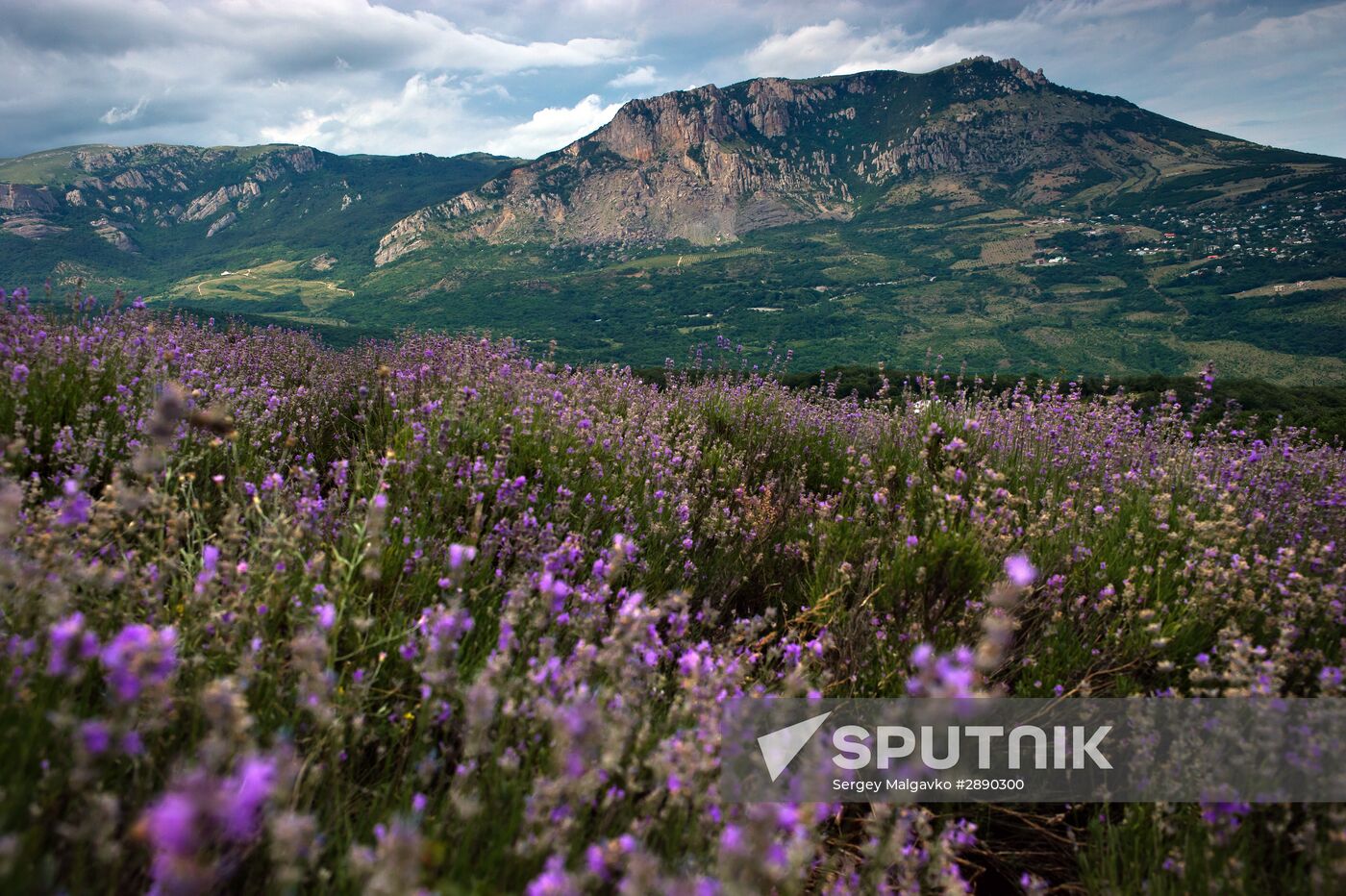 Lavender blooming in Crimea