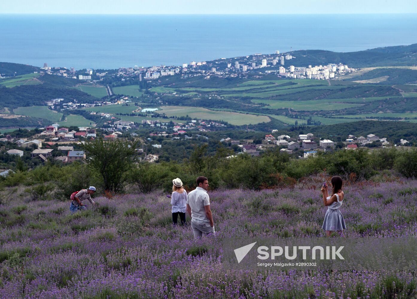 Lavender blooming in Crimea