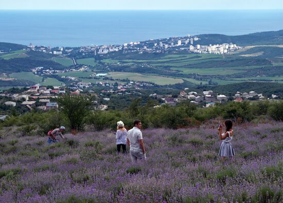 Lavender blooming in Crimea