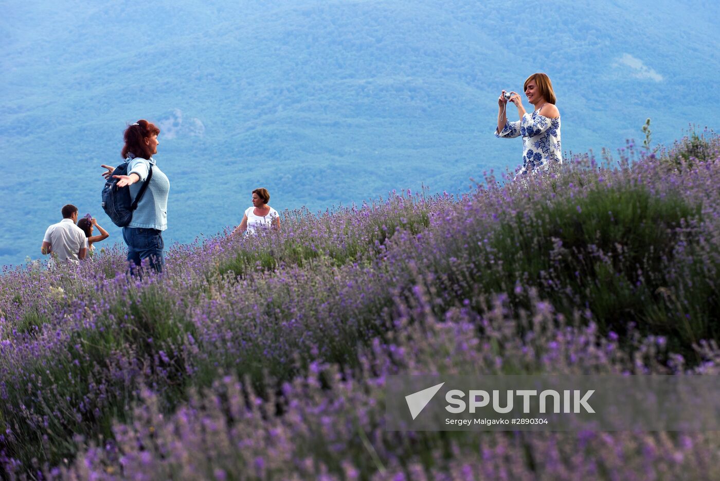 Lavender blooming in Crimea