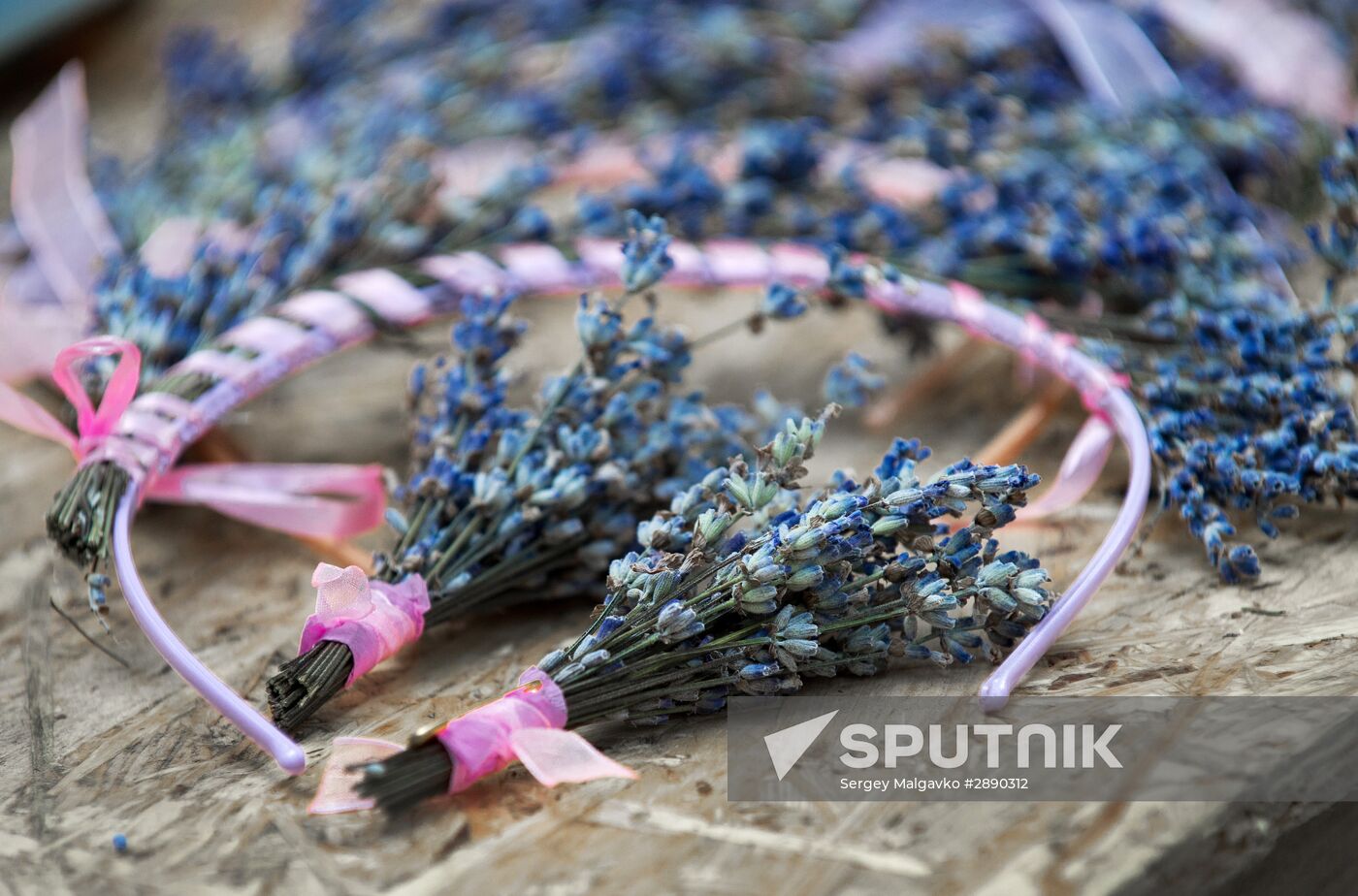 Lavender blooming in Crimea