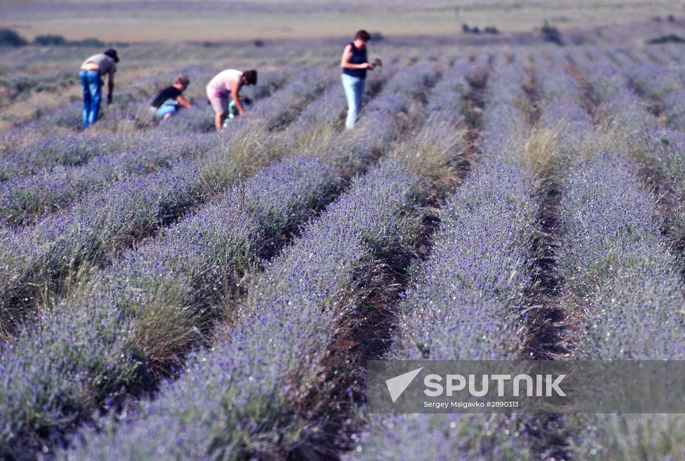 Lavender blooming in Crimea