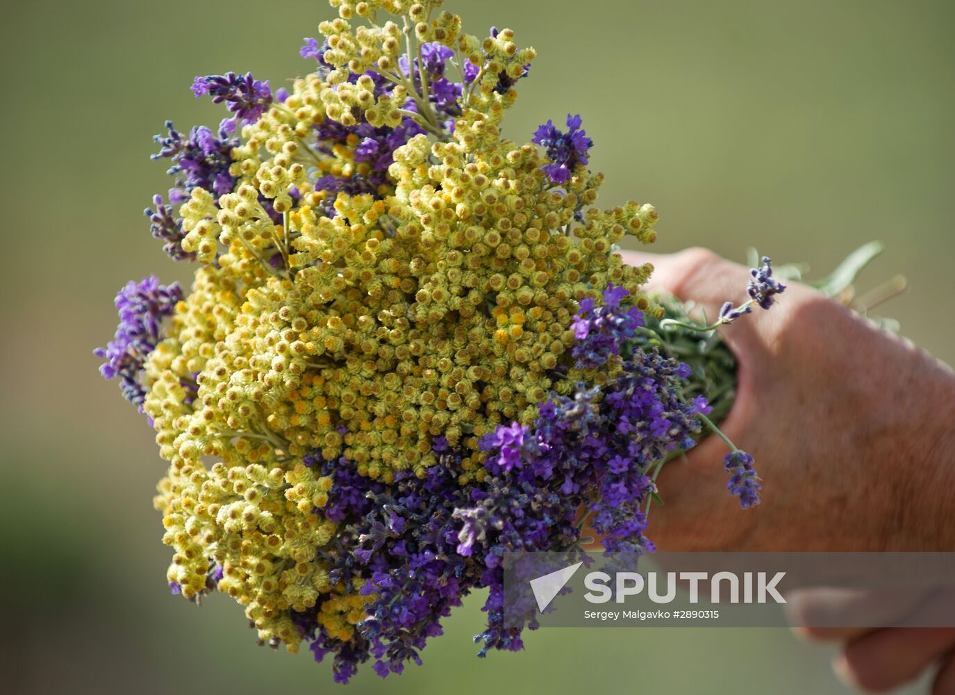 Lavender flowers bloom in Crimea