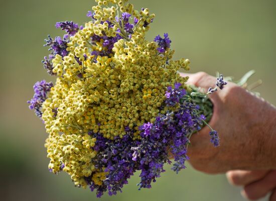 Lavender flowers bloom in Crimea