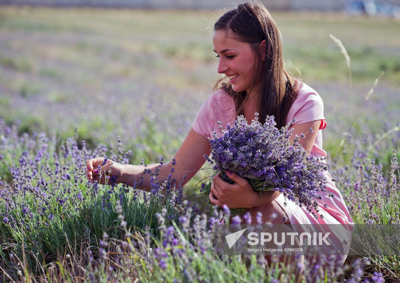 Lavender flowers bloom in Crimea