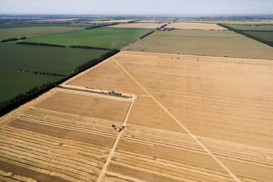 Wheat harvest in Krasnodar Territory