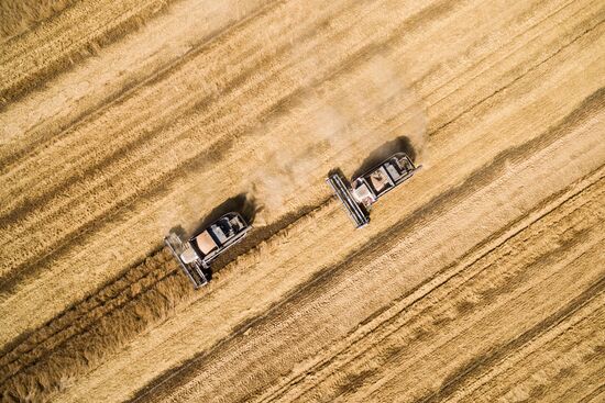 Wheat harvest in Krasnodar Territory