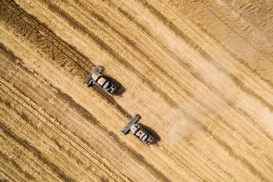 Wheat harvest in Krasnodar Territory