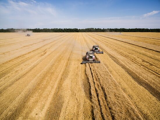 Wheat harvest in Krasnodar Territory