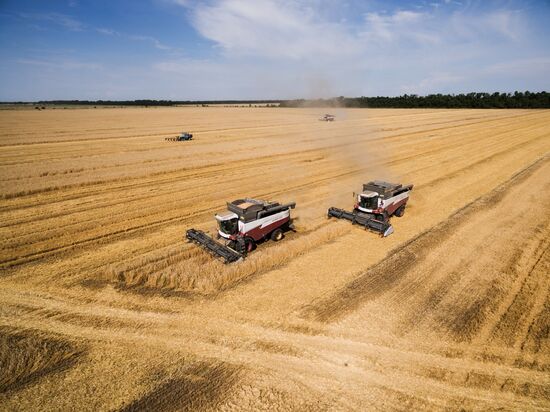 Wheat harvest in Krasnodar Territory