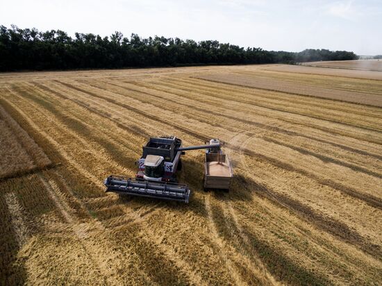 Wheat harvest in Krasnodar Territory