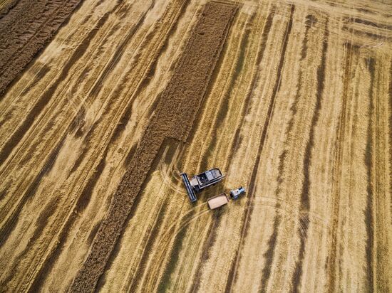 Wheat harvest in Krasnodar Territory