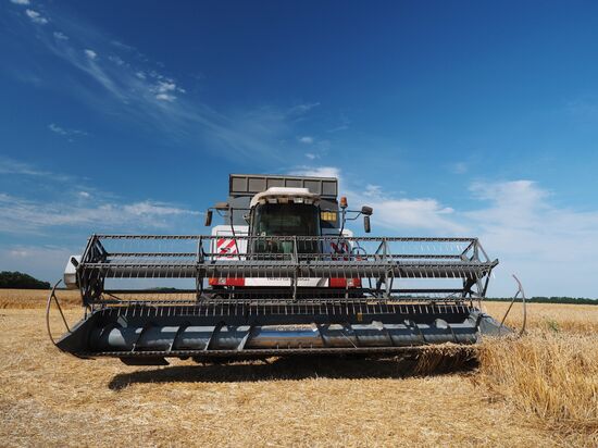 Wheat harvest in Krasnodar Territory
