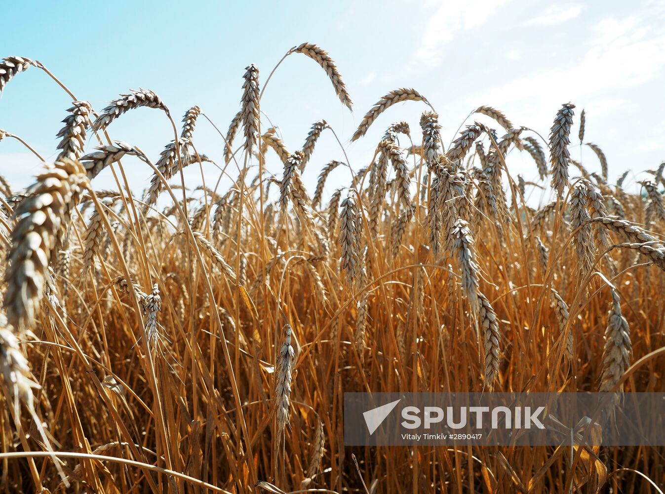 Wheat harvest in Krasnodar Territory