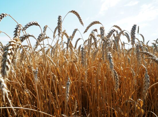 Wheat harvest in Krasnodar Territory