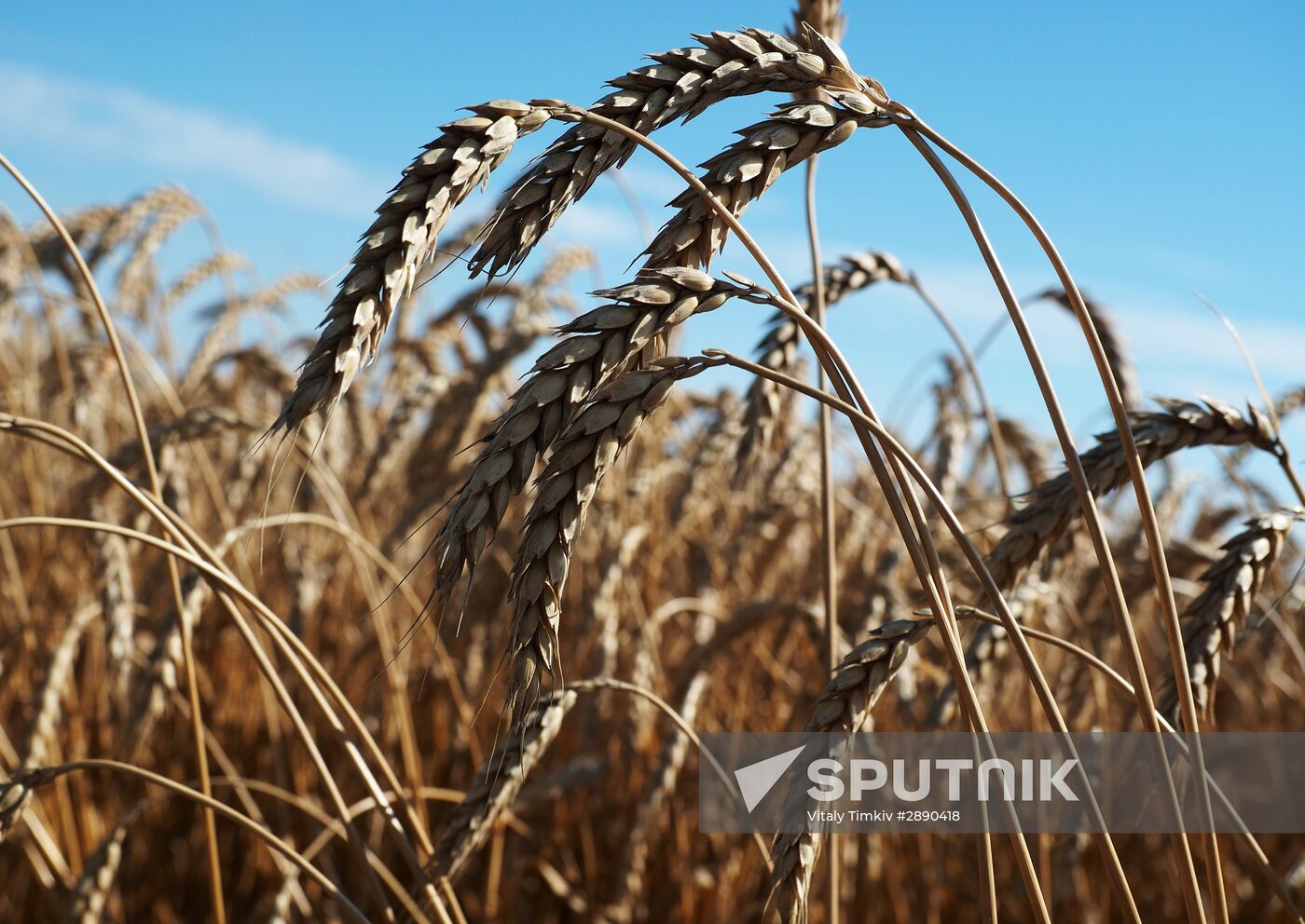 Wheat harvest in Krasnodar Territory