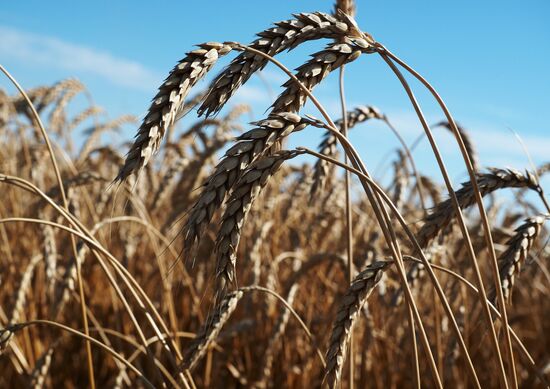 Wheat harvest in Krasnodar Territory
