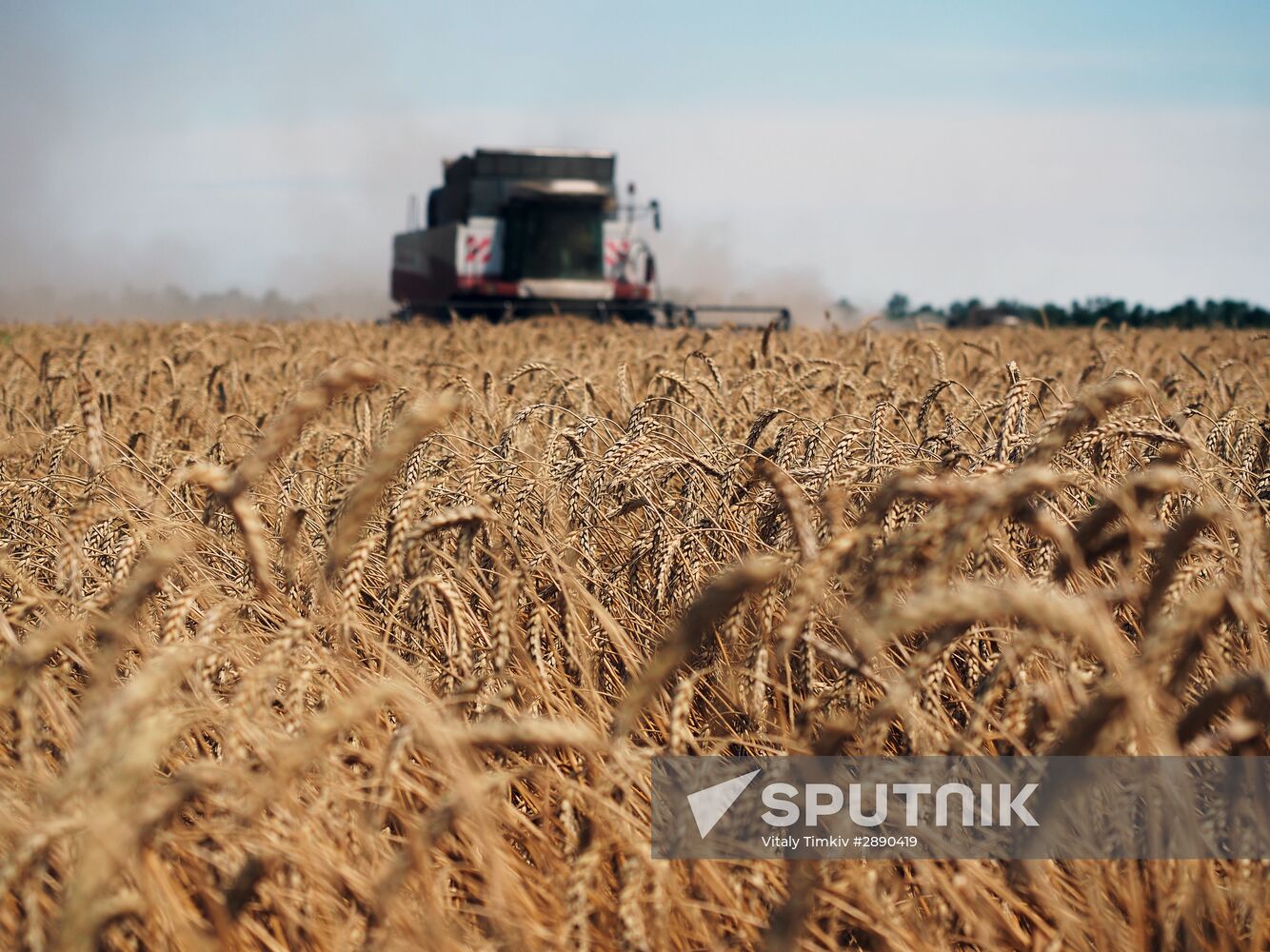 Wheat harvest in Krasnodar Territory