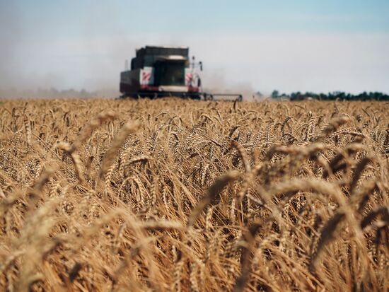 Wheat harvest in Krasnodar Territory