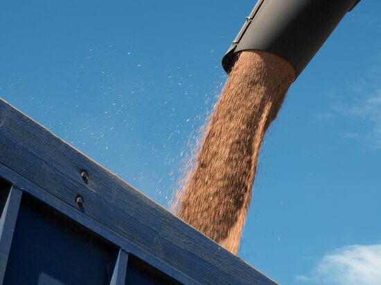 Wheat harvest in Krasnodar Territory