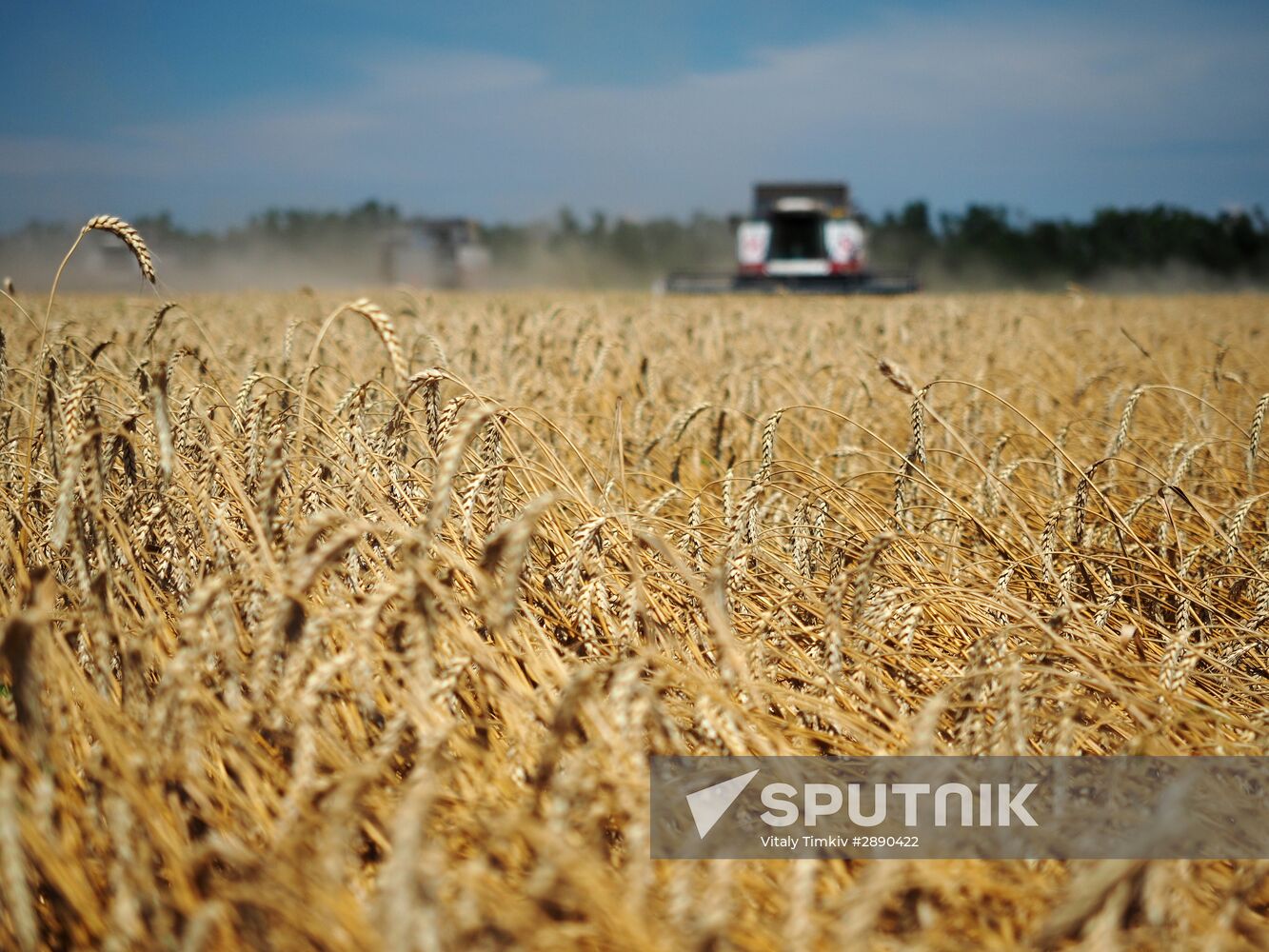 Wheat harvest in Krasnodar Territory