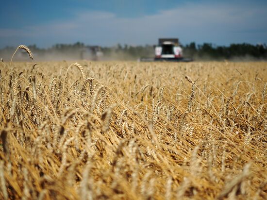 Wheat harvest in Krasnodar Territory