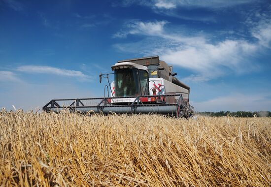 Wheat harvest in Krasnodar Territory