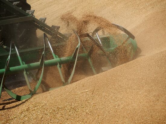 Wheat harvest in Krasnodar Territory