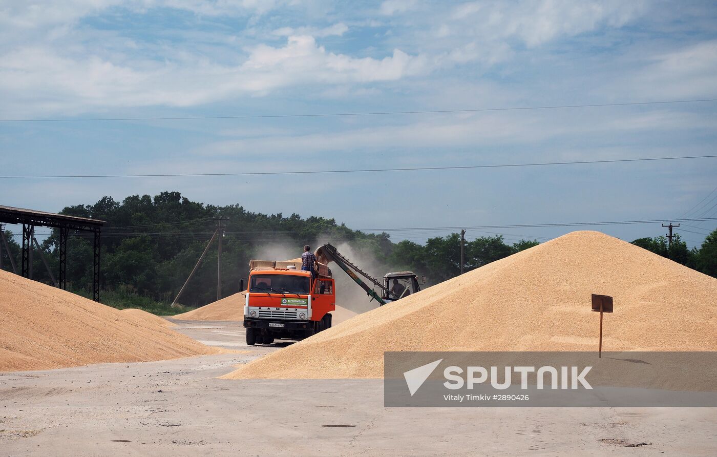 Wheat harvest in Krasnodar Territory