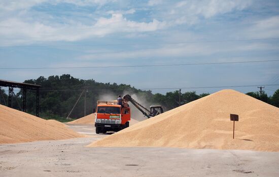 Wheat harvest in Krasnodar Territory