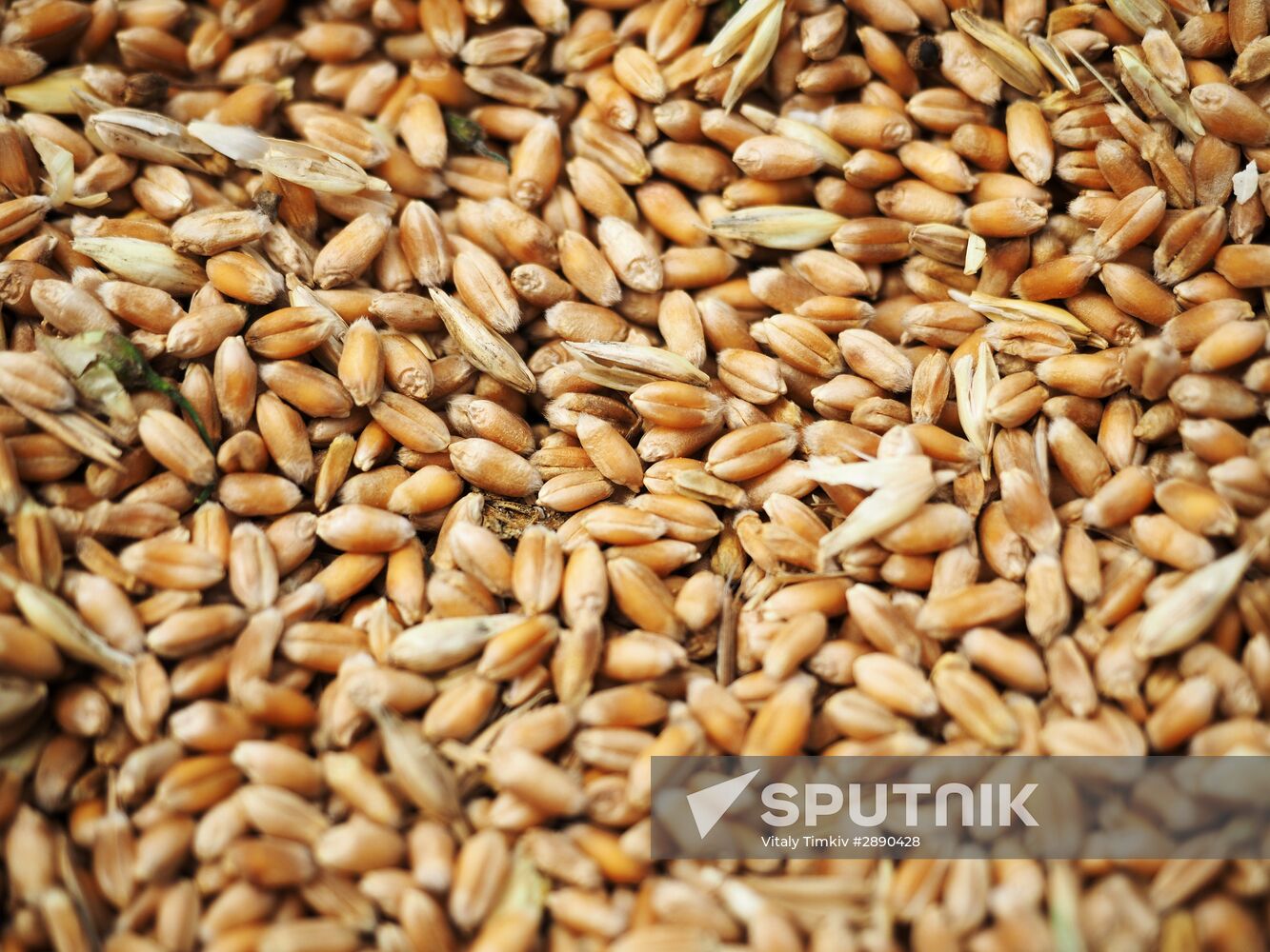 Wheat harvest in Krasnodar Territory