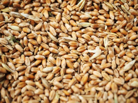 Wheat harvest in Krasnodar Territory