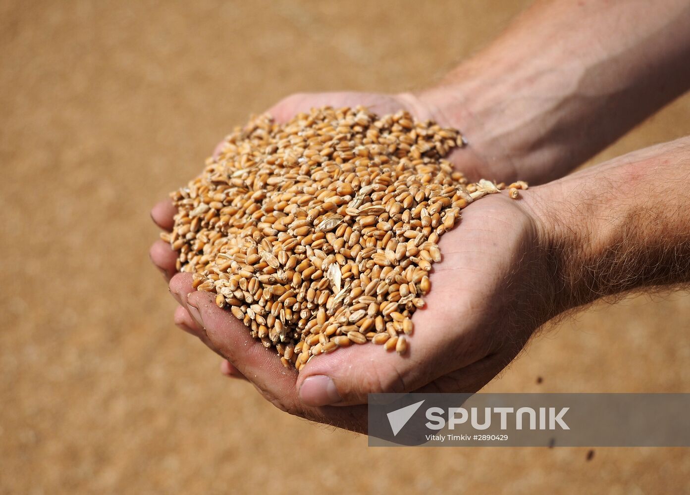 Wheat harvest in Krasnodar Territory
