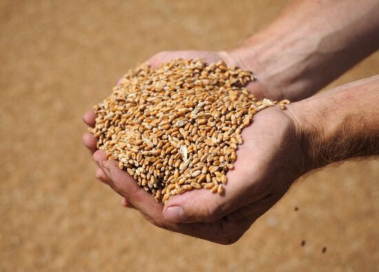 Wheat harvest in Krasnodar Territory