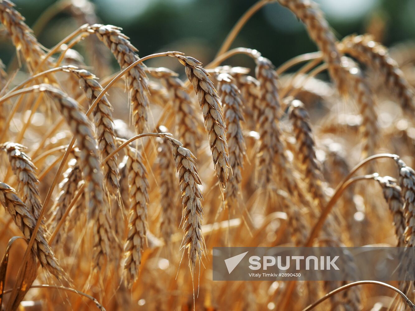 Wheat harvest in Krasnodar Territory