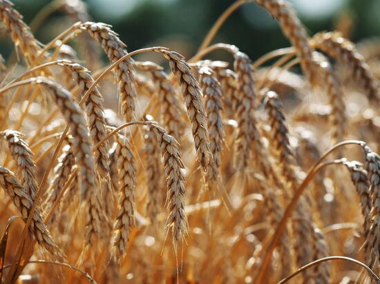 Wheat harvest in Krasnodar Territory