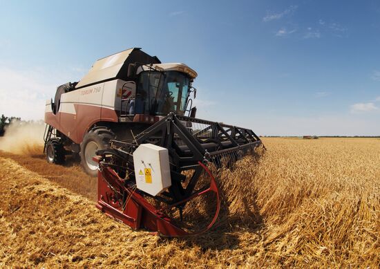 Wheat harvest in Krasnodar Territory