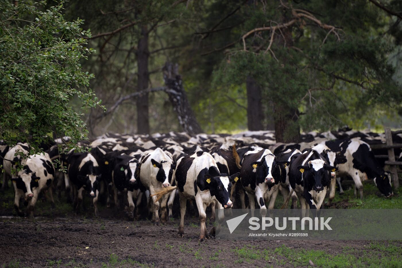 Agriculture in Novosibirsk Region