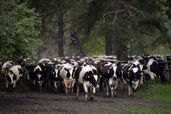 Agriculture in Novosibirsk Region