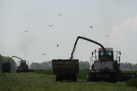 Agriculture in Novosibirsk Region