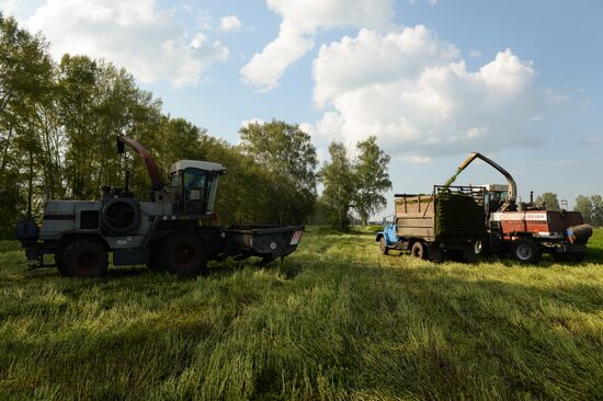 Agriculture in Novosibirsk Region