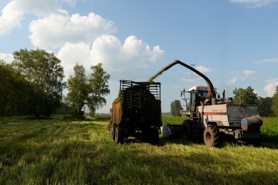 Agriculture in Novosibirsk Region