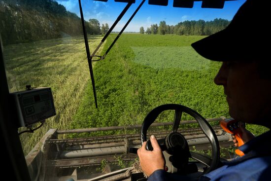 Agriculture in Novosibirsk Region