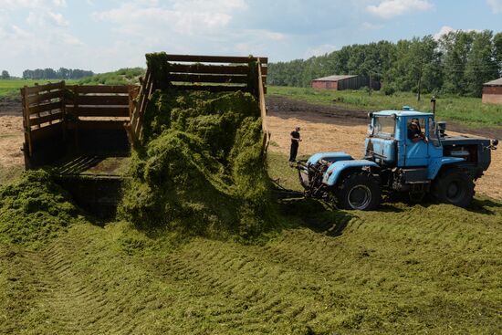 Agriculture in Novosibirsk Region