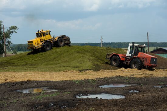 Agriculture in Novosibirsk Region