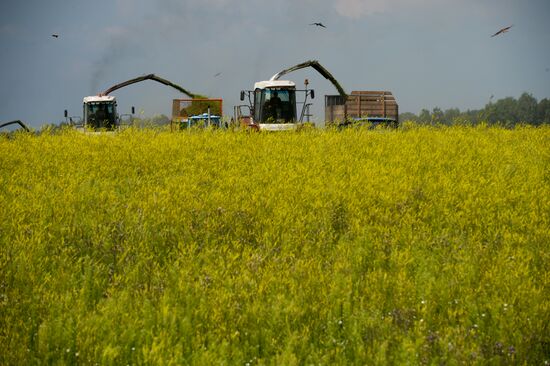 Agriculture in the Novosibirsk Region