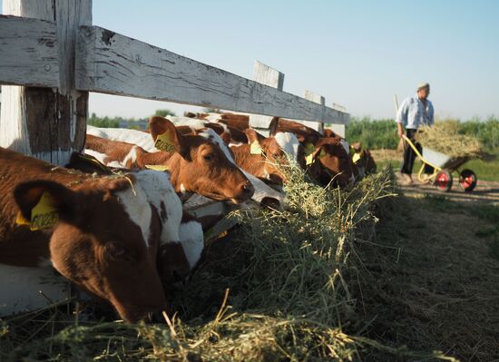 Kladovaya Solntsa farm