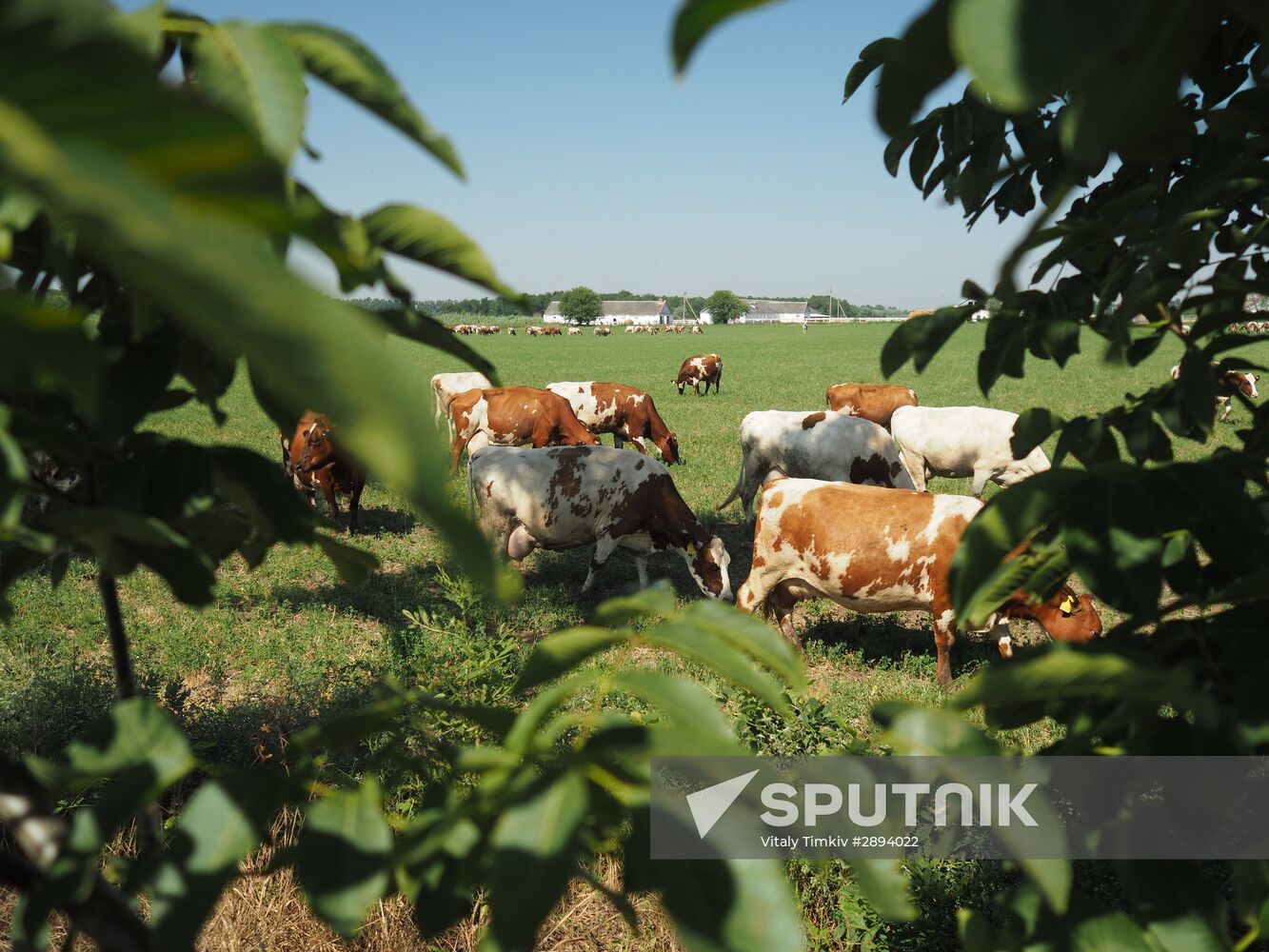 Kladovaya Solntsa farm