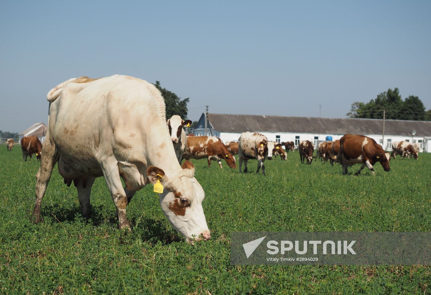 Kladovaya Solntsa farm