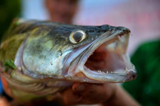 Kama Ukha Soup Festival and Fishing Championship